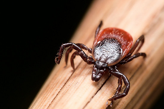 Tick season is expanding: Protect yourself against Lyme disease featured image