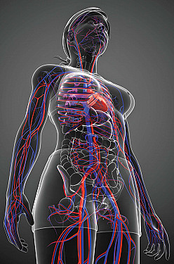 Decoding poor circulation featured image
